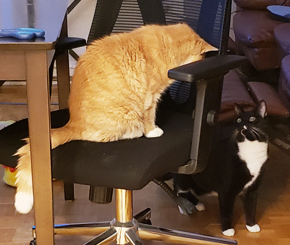 f:id:minekoquebec:20220219042517j:plain