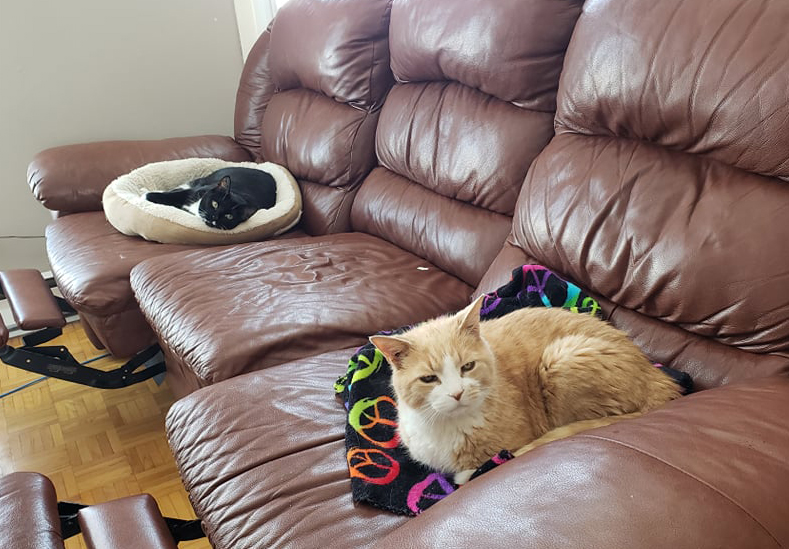 f:id:minekoquebec:20220219042656j:plain