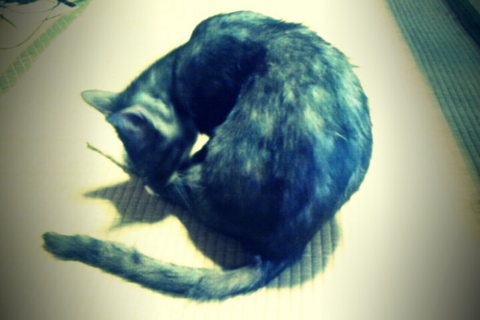 f:id:minel:20110920125004j:image