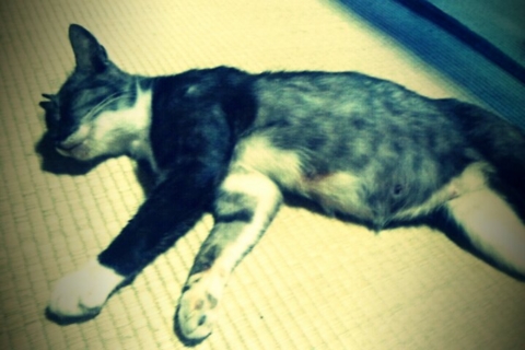 f:id:minel:20110920125128j:image
