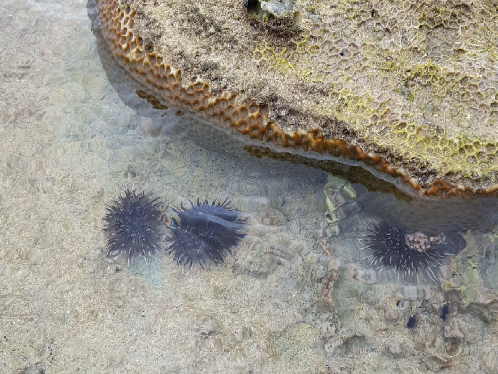 f:id:minemuracoffee:20180507233225p:plain