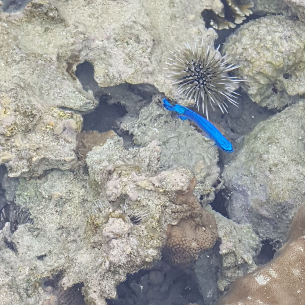 f:id:minemuracoffee:20180507233635p:plain