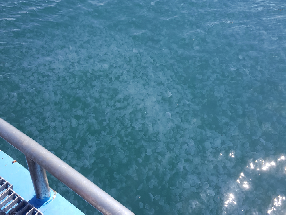 f:id:minemuracoffee:20180603094901p:plain