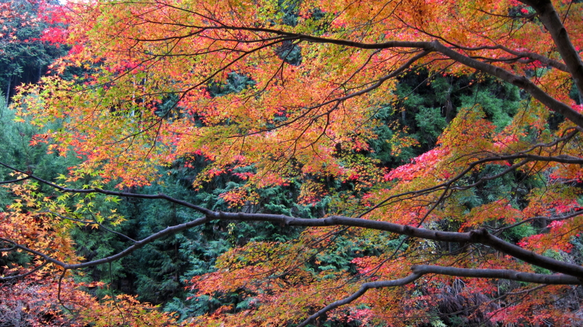 f:id:minesweeper96:20111123224618j:plain