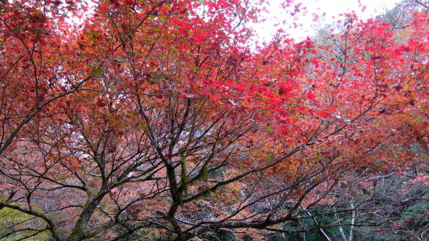 f:id:minesweeper96:20111123224623j:plain