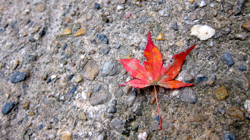 f:id:minesweeper96:20111123224624j:plain