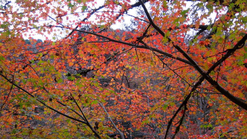 f:id:minesweeper96:20111123224625j:plain