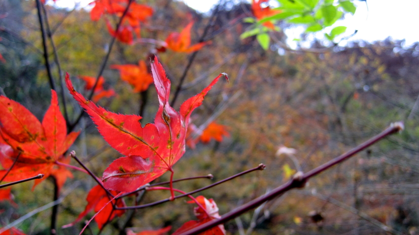 f:id:minesweeper96:20111123224626j:plain