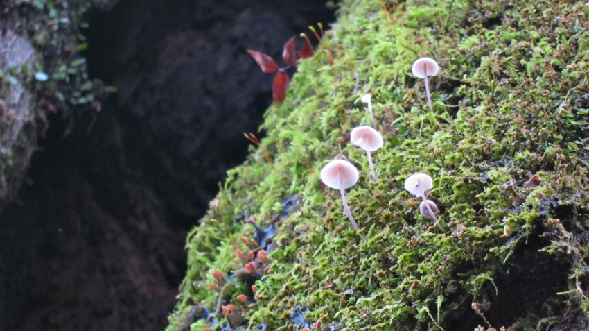 f:id:minesweeper96:20111123224628j:plain