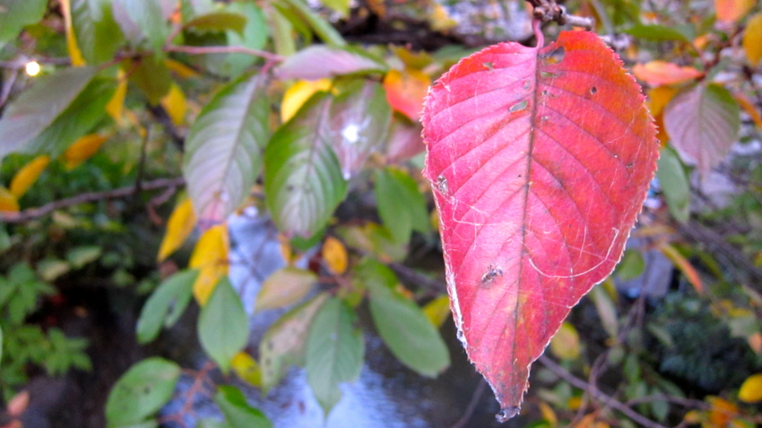 f:id:minesweeper96:20111123224630j:plain