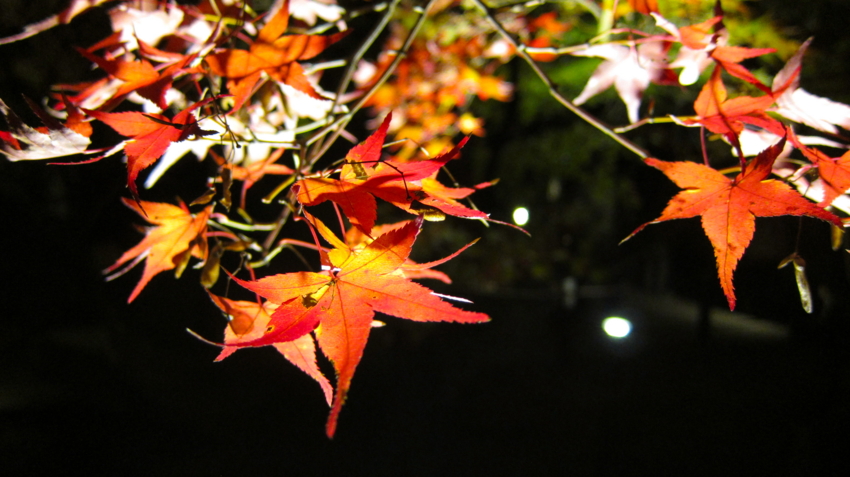 f:id:minesweeper96:20111123224634j:plain