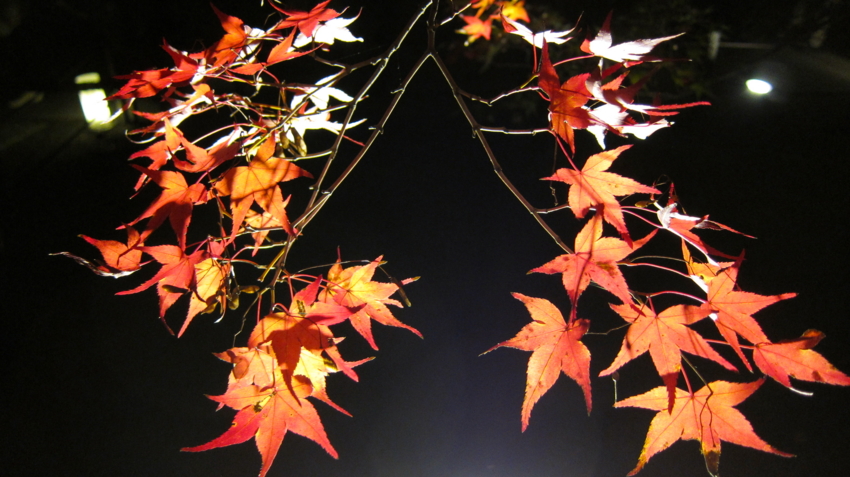 f:id:minesweeper96:20111123224635j:plain