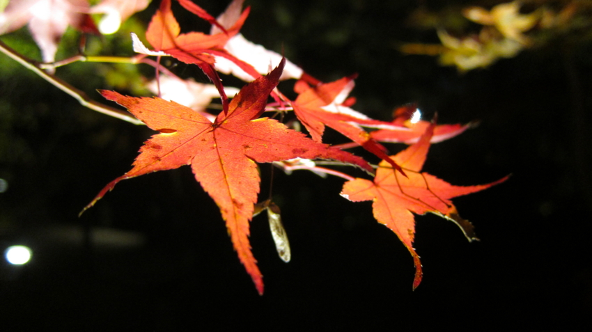 f:id:minesweeper96:20111123224636j:plain