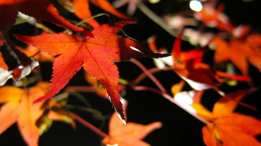 f:id:minesweeper96:20111123224637j:plain