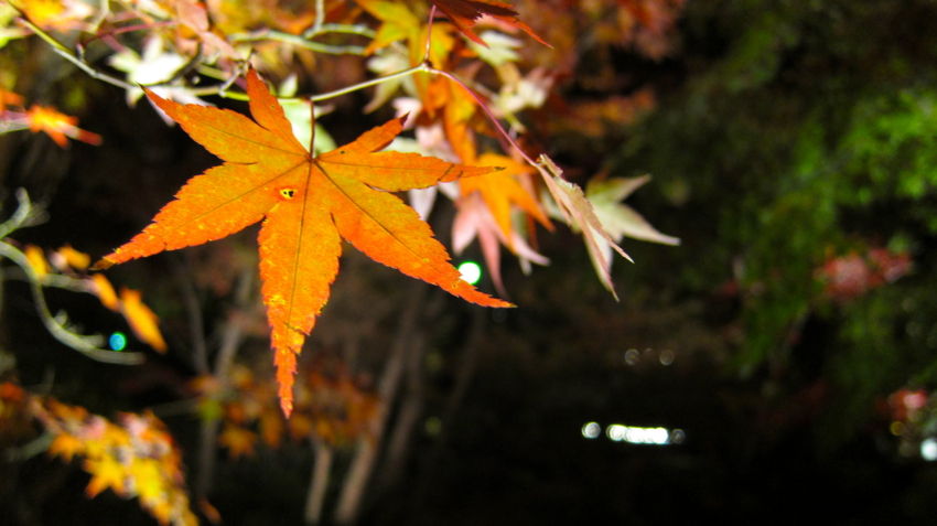 f:id:minesweeper96:20111123224643j:plain