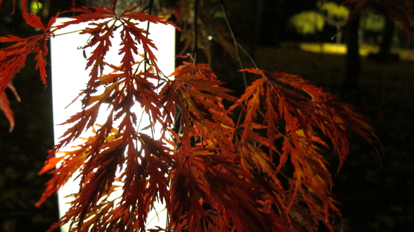 f:id:minesweeper96:20111123224644j:plain