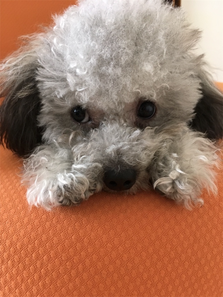 f:id:minghuabj:20180901014224j:image