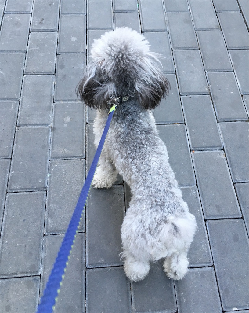 f:id:minghuabj:20181027220455j:image