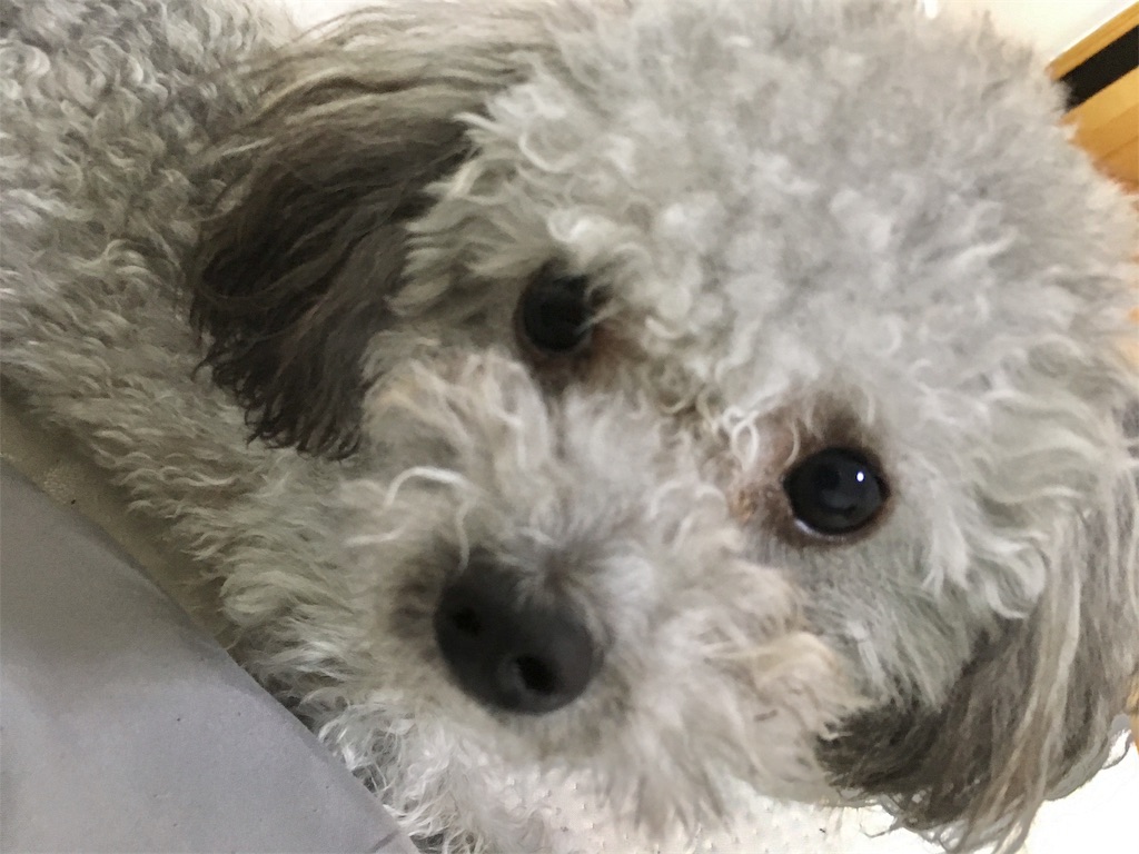 f:id:minghuabj:20181031222901j:image f:id:minghuabj:20181031222901j:image
