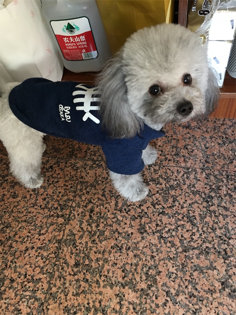 f:id:minghuabj:20190308074705j:image