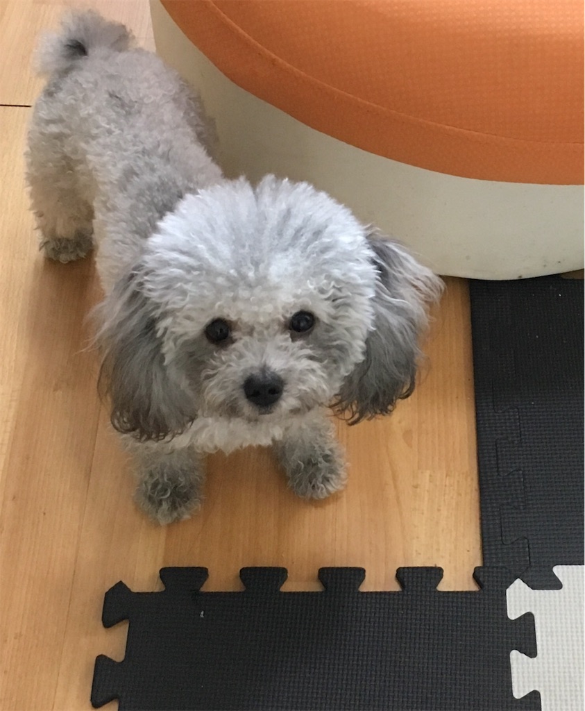 f:id:minghuabj:20190405012504j:image