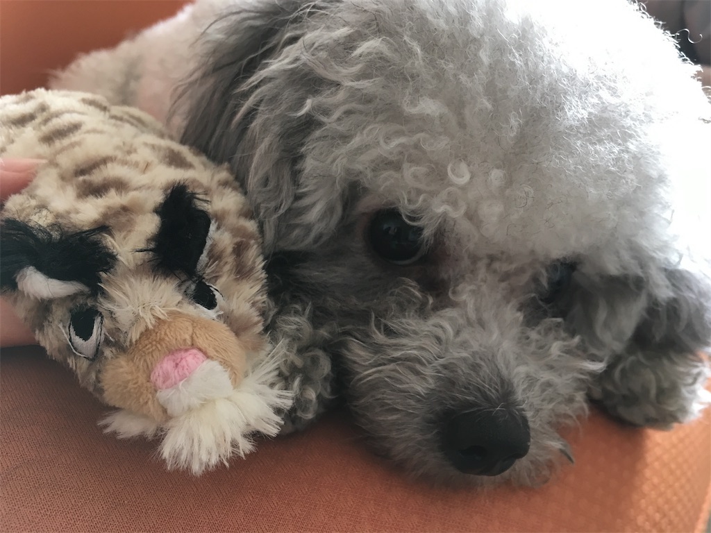 f:id:minghuabj:20190414013249j:image