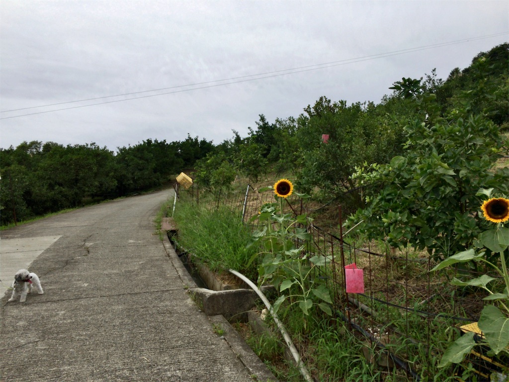 f:id:minghuabj:20190724085452j:image