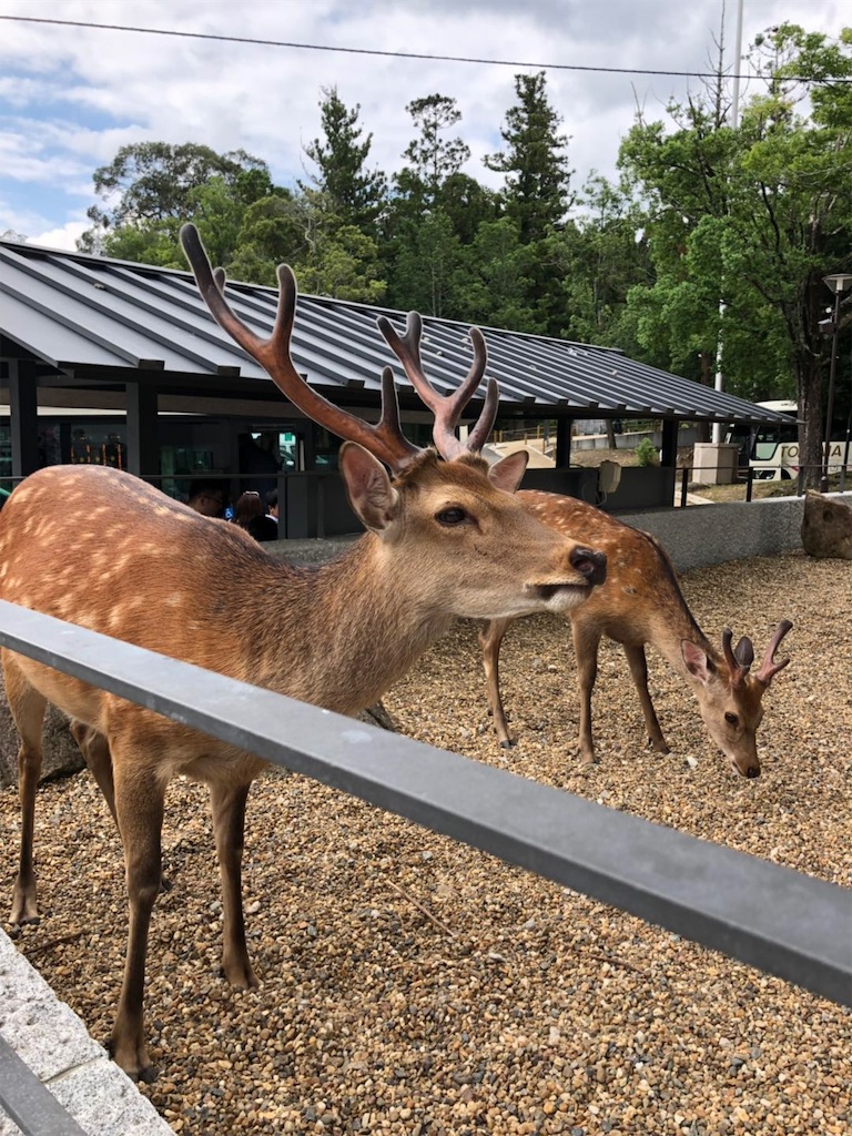 f:id:minghuabj:20190827211706j:image