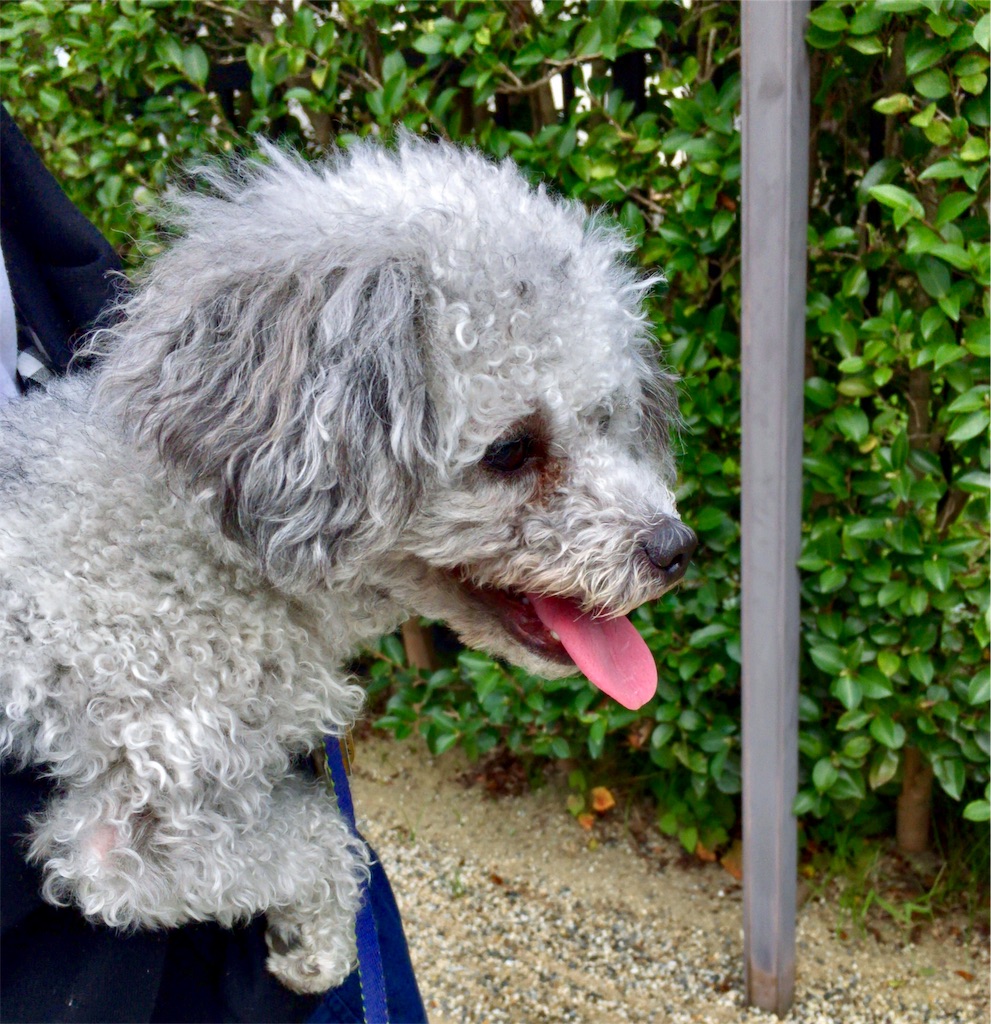 f:id:minghuabj:20190930231210j:image