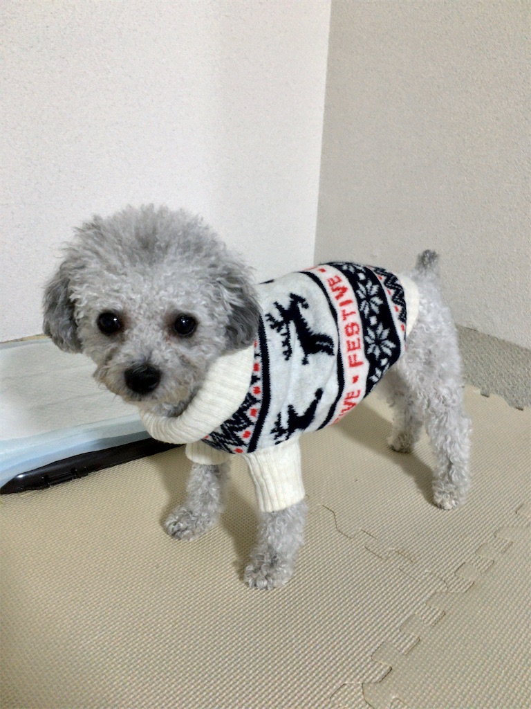 H Mでゲットした犬用ニットセーターを着せてみた 元 ふわふわ北京日和