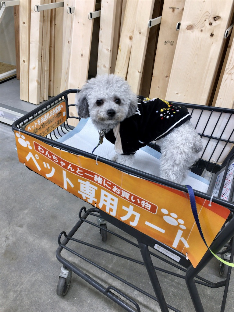 愛犬を連れてお買い物できる ニトリ ケーヨーデイツー 元 ふわふわ北京日和