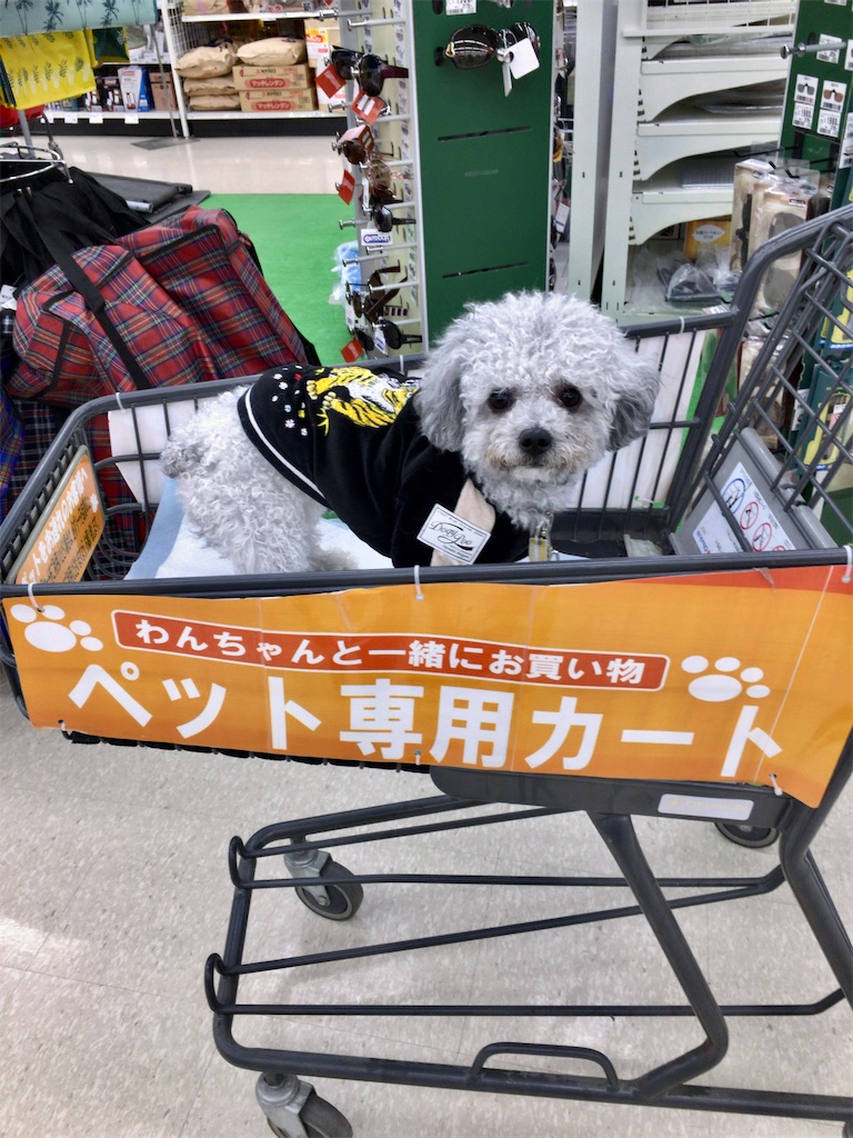愛犬を連れてお買い物できる ニトリ ケーヨーデイツー 元 ふわふわ北京日和