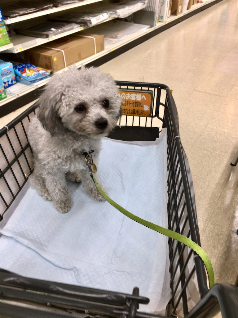 愛犬を連れてお買い物できる ニトリ ケーヨーデイツー 元 ふわふわ北京日和