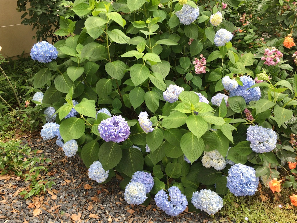 f:id:minghuabj:20210527002242j:image