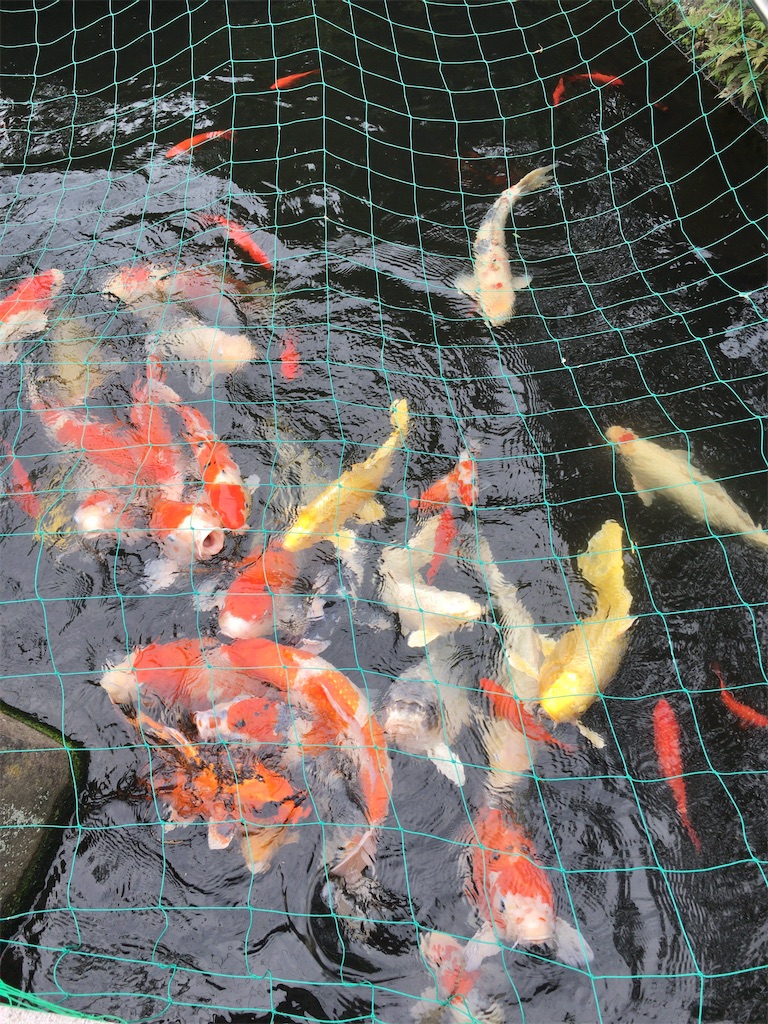 f:id:minghuabj:20210710224329j:image