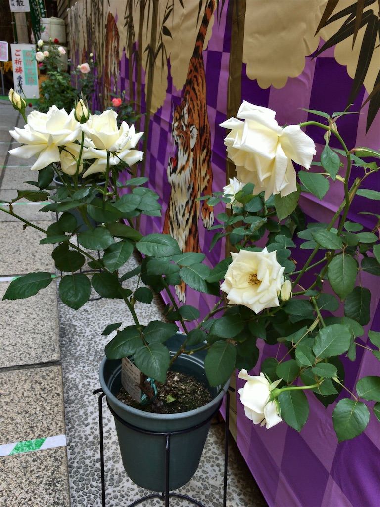 f:id:minghuabj:20220523212640j:image