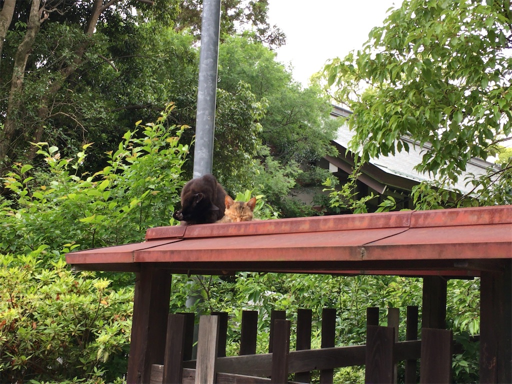 f:id:minghuabj:20220624202747j:image