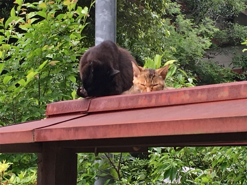 f:id:minghuabj:20220624202754j:image