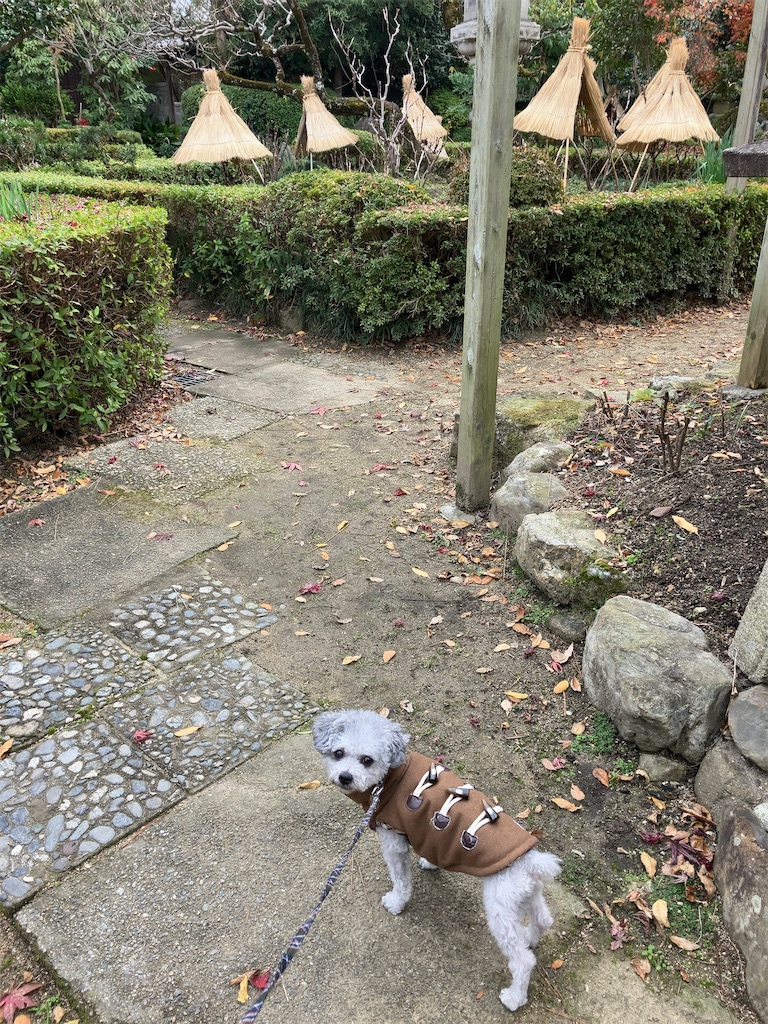 f:id:minghuabj:20221205001343j:image