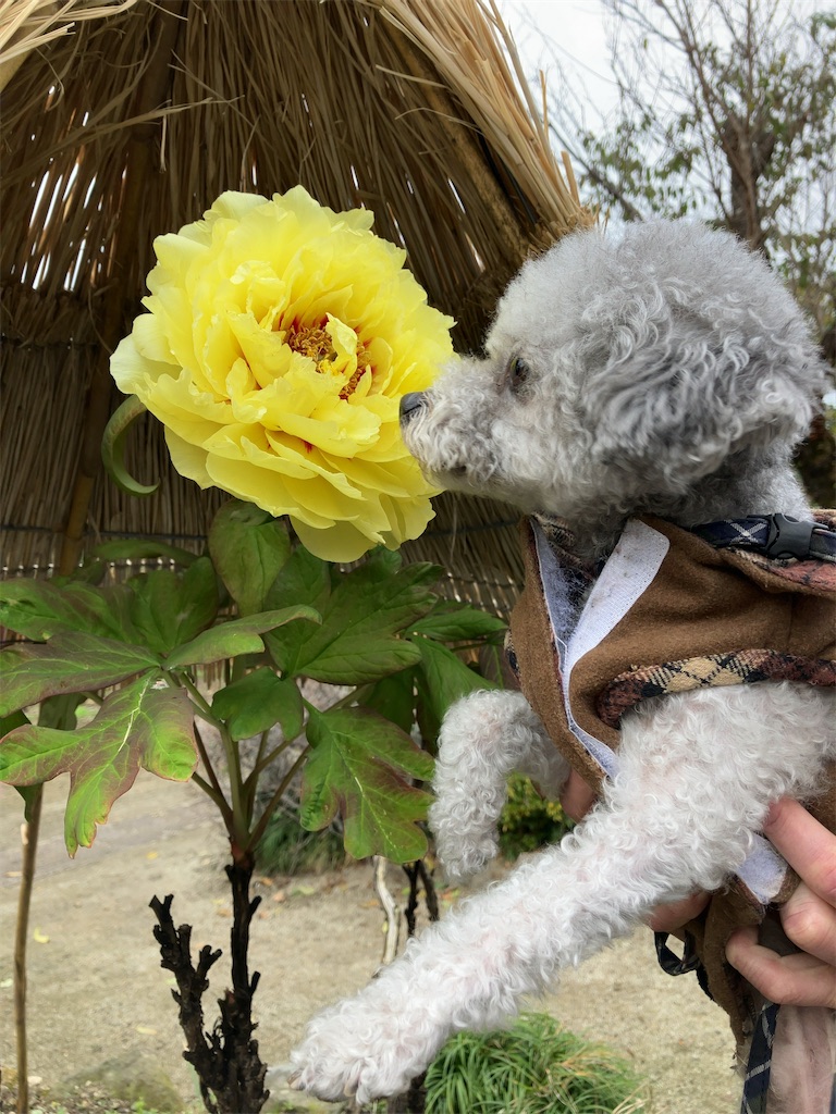 f:id:minghuabj:20221205001358j:image