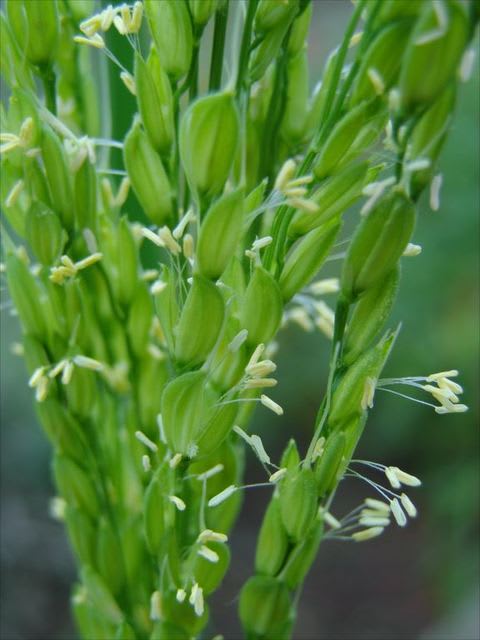 イネ - 東京都薬用植物園 - minhana-bei-hateのブログ