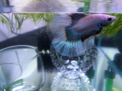 f:id:mini-aqua:20190315204003j:plain