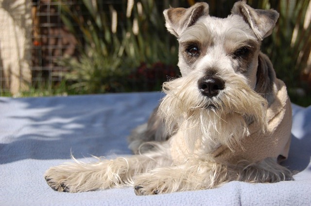 f:id:miniSchnauzer:20200906084157j:image