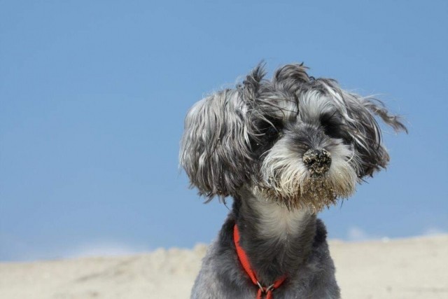 f:id:miniSchnauzer:20200912164030j:image