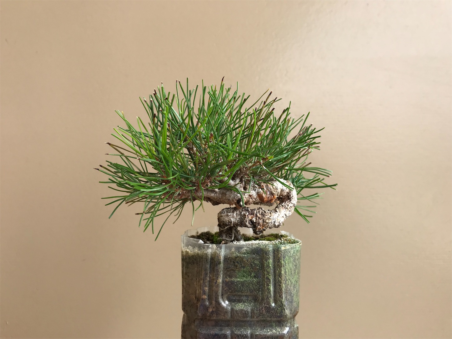 f:id:minibon11:20191022101004j:image