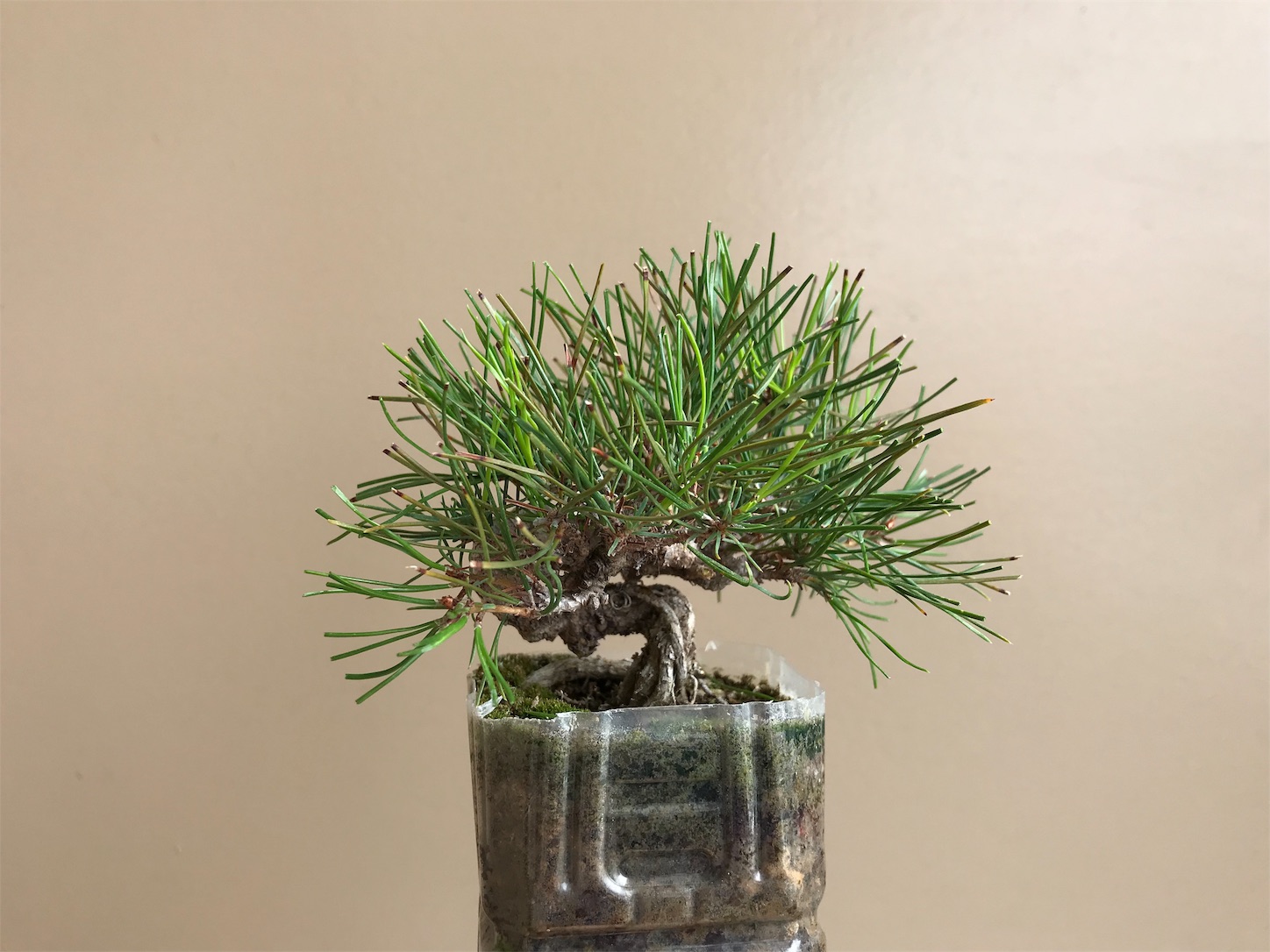 f:id:minibon11:20191022101009j:image