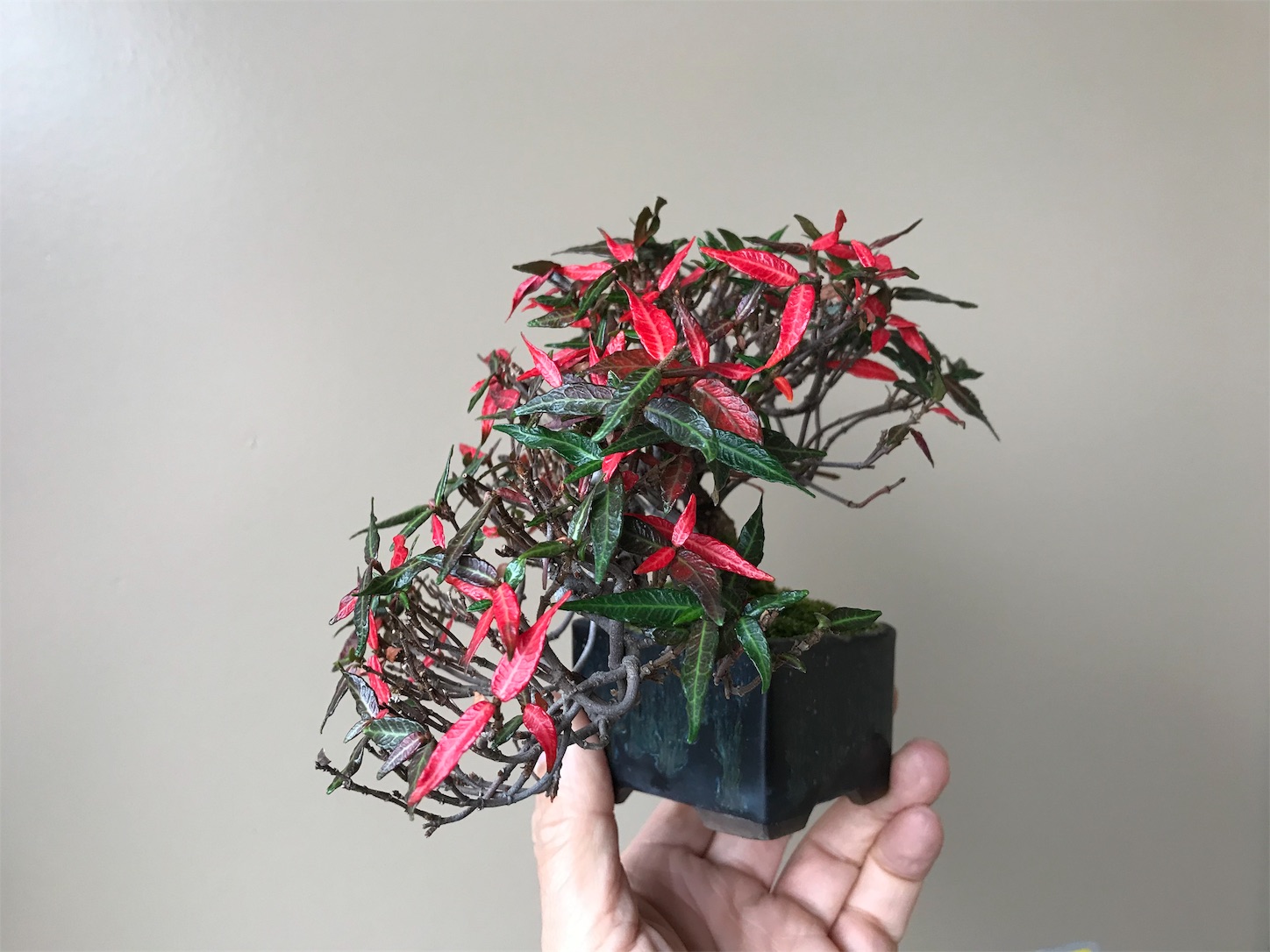 f:id:minibon11:20191121232424j:image