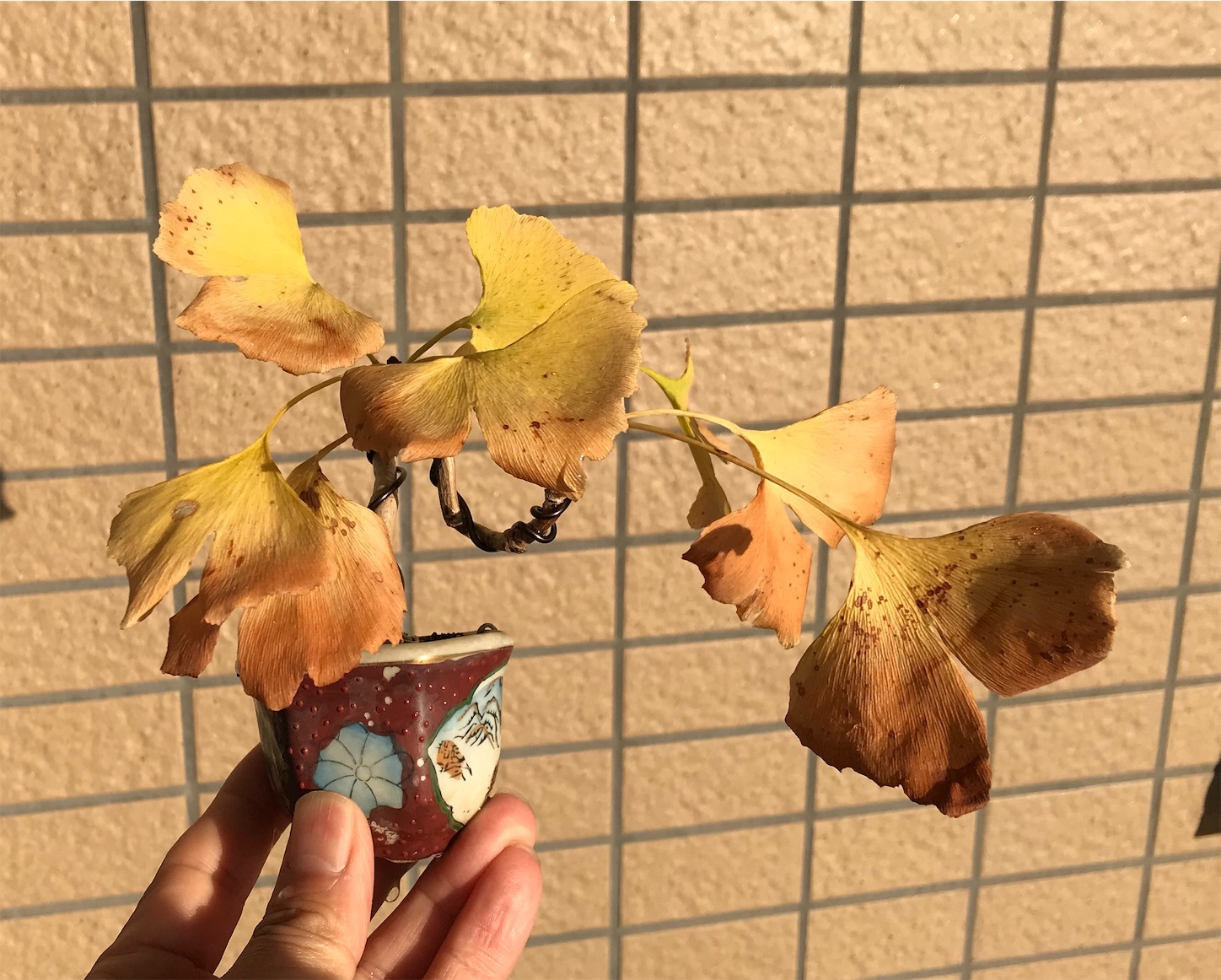 f:id:minibon11:20191121232429j:image