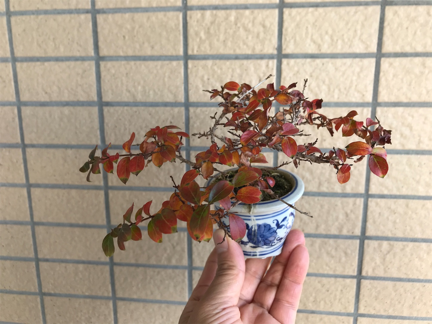 f:id:minibon11:20191121232438j:image