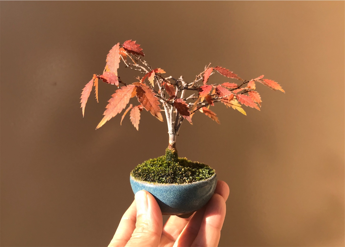 f:id:minibon11:20191130102217j:image